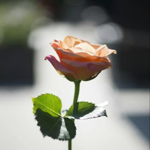 丁度巜生殖按摩1995在线播放
